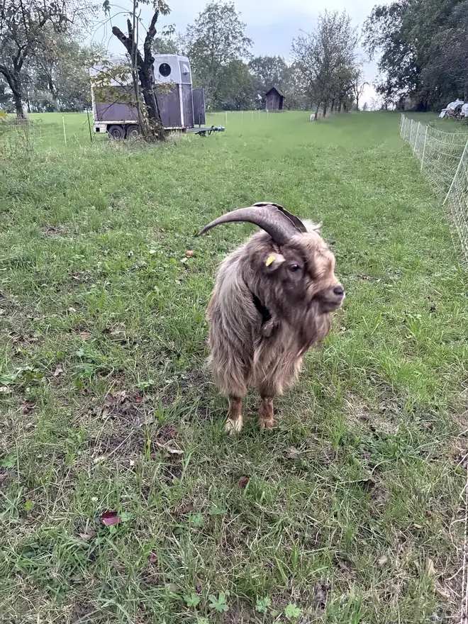 Unser langhaariger Bock auf der Weide