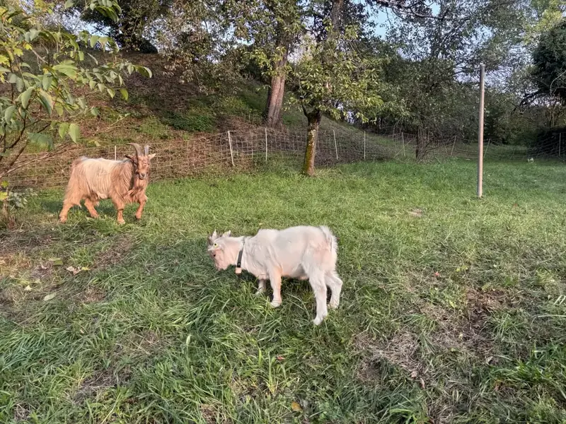 Bock und Kitz auf der Streuobstwiese