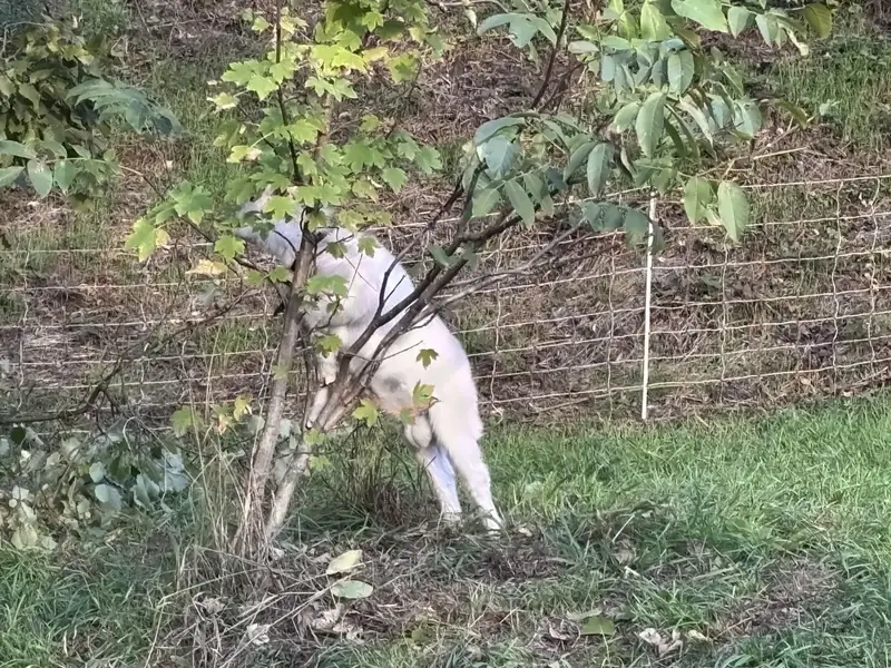 Ziegen fressen auch, was über Kniehöhe wächst